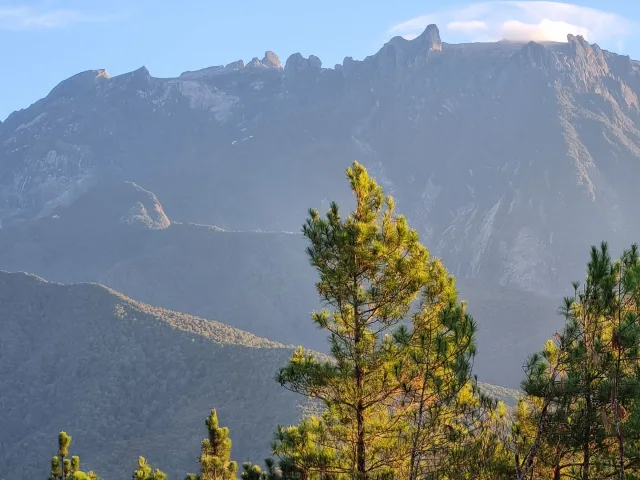 Pokok pain tanah tinggi dengan latar Gunung Kinabalu