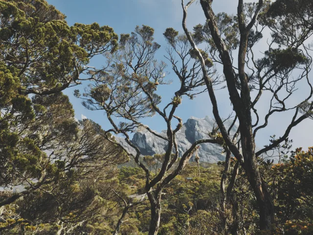 Hutan tanah tinggi Borneo di laluan menuju Kundasang