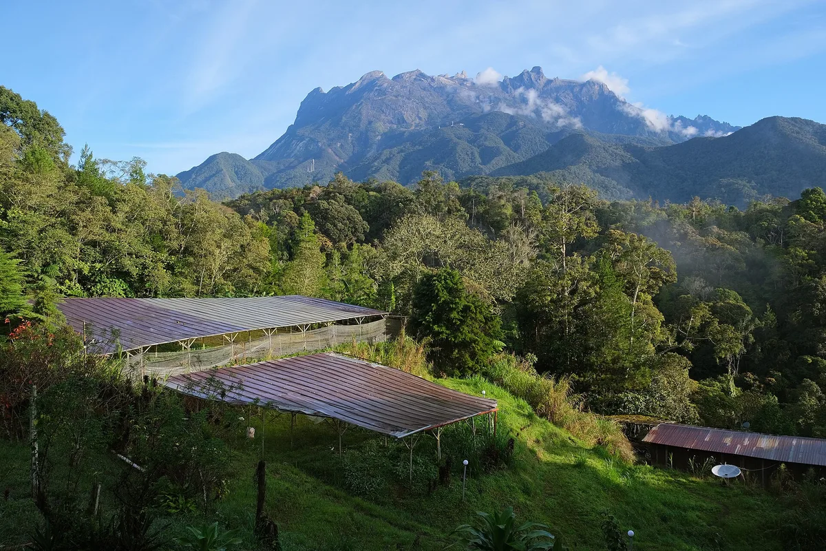 Puncak berbatu Gunung Kinabalu di bawah langit biru